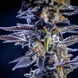 Cannabis Flower Strains